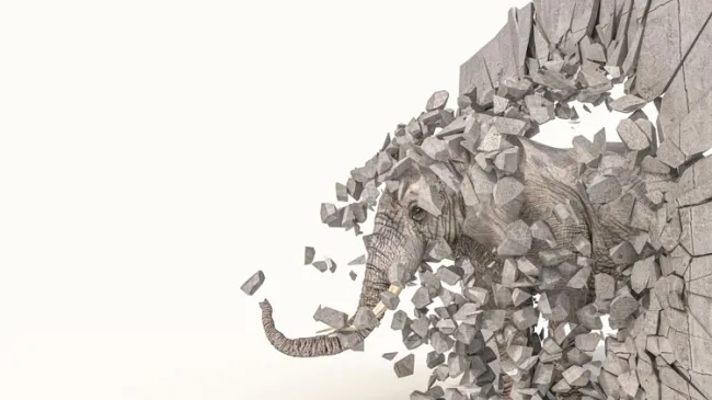 elephant